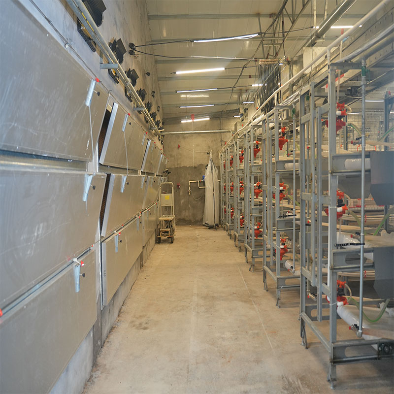 layer cages