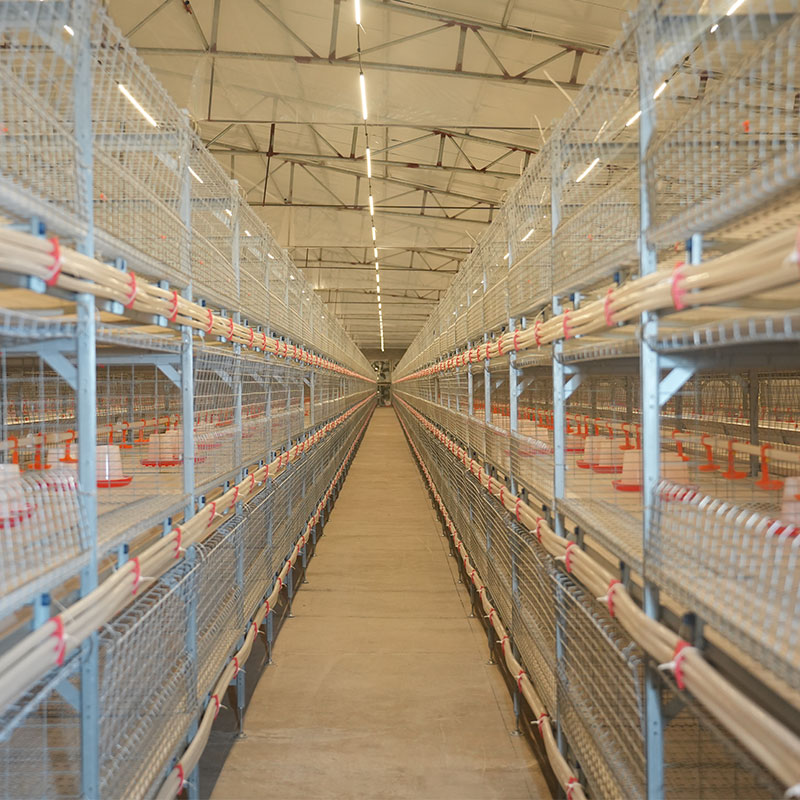 automatic broiler cage system