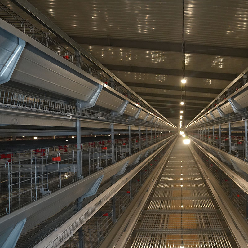 chick brooding cage