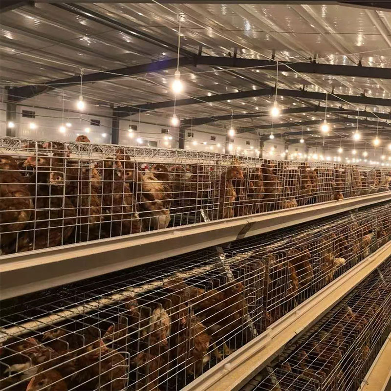 brooding cages for chickens