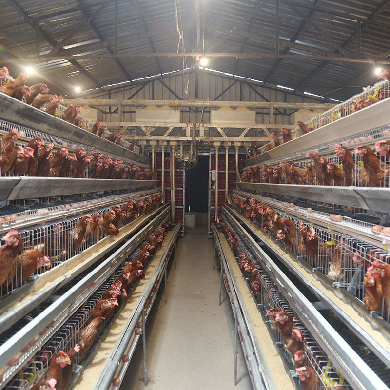 brooding cages for chickens