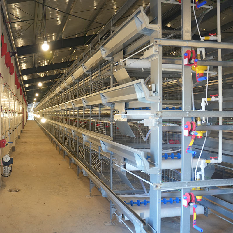 broiler cage system