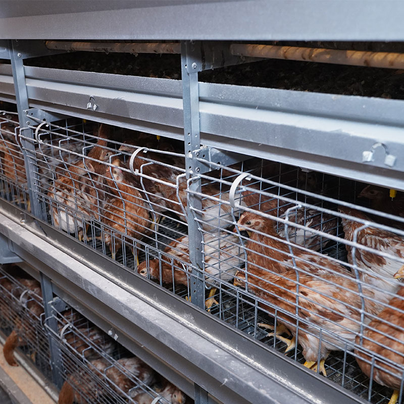 large chick brooder