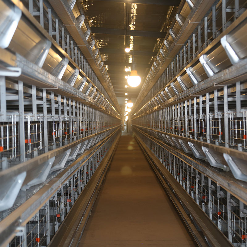 a type chick cage
