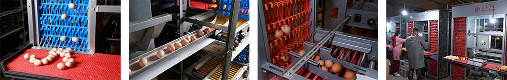 Automatic Feeding System