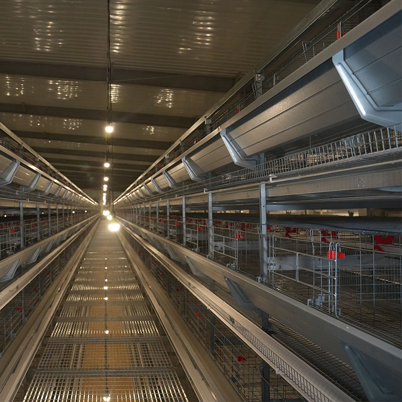 Brooding Cages For Chickens