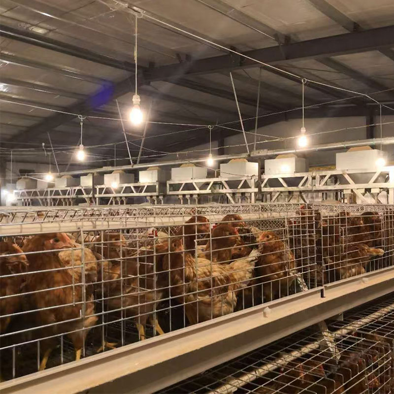Layer Cage Wholesale