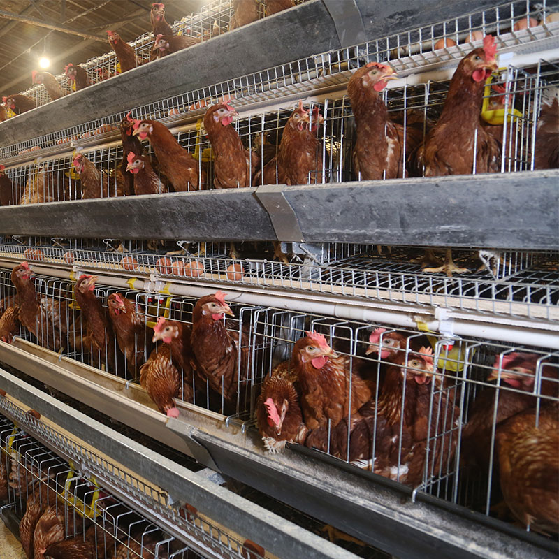 Automatic Layer Cage System