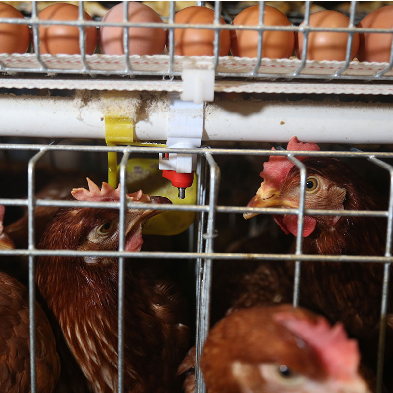 A Type Layer Cage