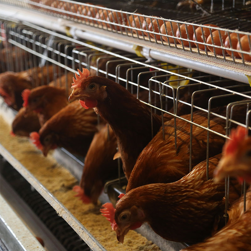 Automatic Layer Cage System
