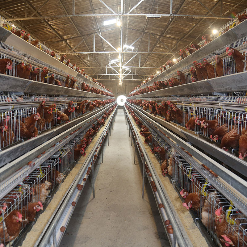 Layer Cage Sourcing