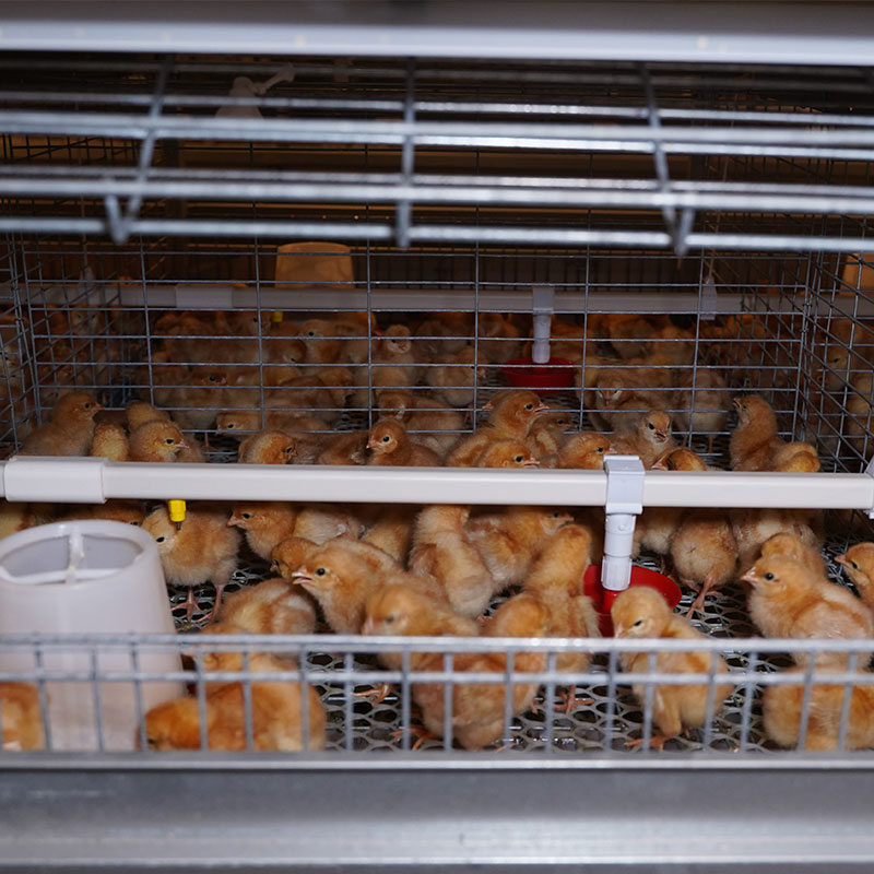 Cages For Layers
