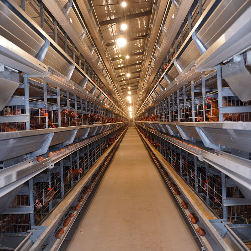 Layer Cage Supplier